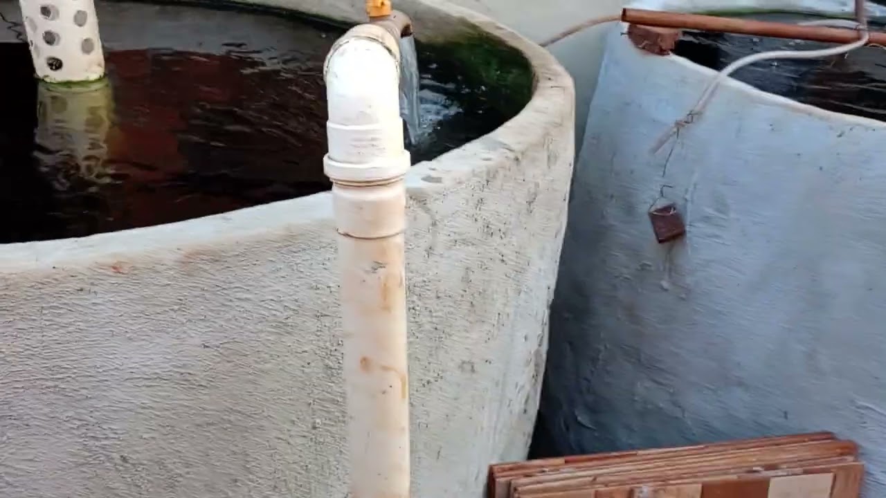 Como tá o meu peixes com 2 meses.