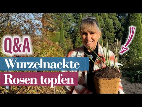 Wurzelnackte Rosen richtig überwintern im Topf – Stefanies Experten-Tipps!