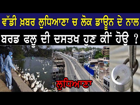 Ludhiana News || Poultry farm || Bird flue in punjab || Shan Punjabi