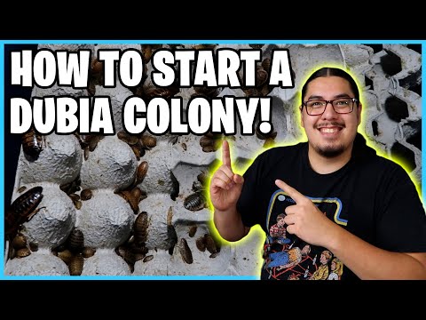 How to Set Up a Dubia roach colony