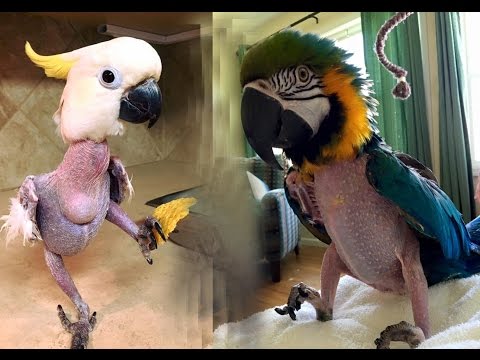 , title : 'Dlaczego papugi się skubią? - część 1 filmu o wyrywaniu sobie piór przez papugi'