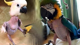 Почему попугаи выщипывают свои перья?