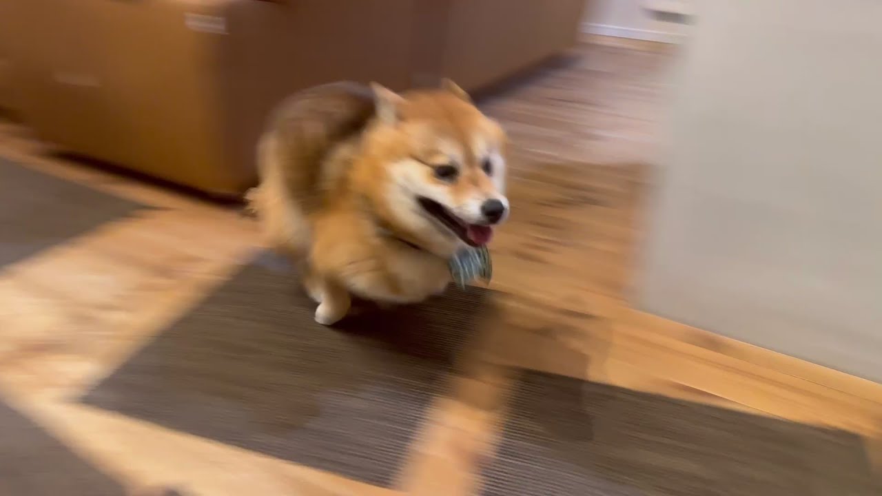 遊び中にテンションが爆上がりして狂ってしまった柴犬