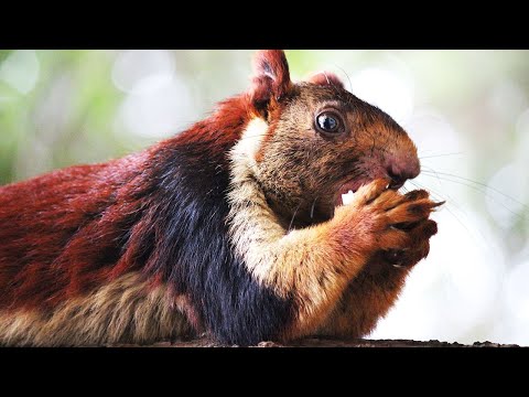 Meet The Indian Giant Squirrel, The Exotic Rainbow Rodent