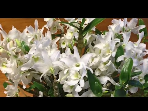 美しくエキゾチックで繊細な花のコレクションを作成するために、竹製のデンドロビウム蘭を世話するにはどうすればよいですか?  庭園