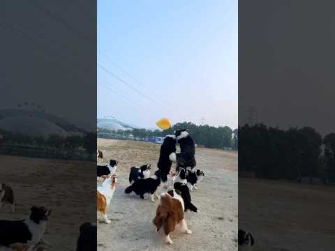 wow amazing Dogs 🐕🐶 jamping #amazing #dogs #shorts #trending #jamping #viralvideo