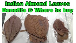 Indian Almond Leaves BENEFITS & WHERE to BUY from!