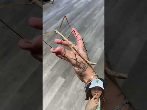 BANYAK HEWAN ⁉️KECIL SAMPAI BESAR BANGET 😱