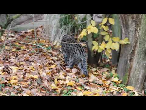 Kumi, die Fischkatze aus dem Nbg. Tiergarten
