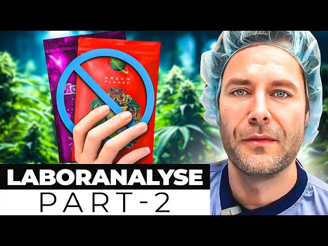 HHC Verbot 2024: Warum spricht Niemand über dieses Problem?