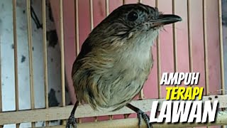 Download lagu flamboyan gacor terapi lawan setiap saat bunyi ngebren dan nyiul ampuh untuk pancingan dan masteran mp3