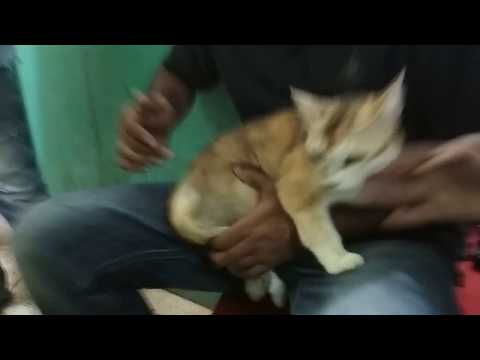 Cat Vaccination (Immunization) @ Dr. Sagir's Pet Clinic 01912251312