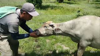 Mengasih Obat cacing pencegah cacingan