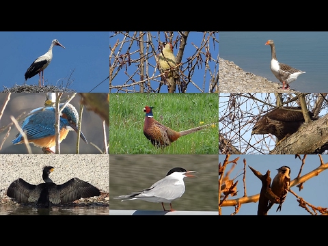 Ptice Hrvatske  2  -   Birds of Croatia  2