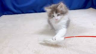ノルウェージャンフォレストキャットの動画01
