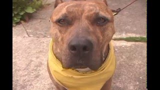 TIN FOIL HAT - Pointed Sticks