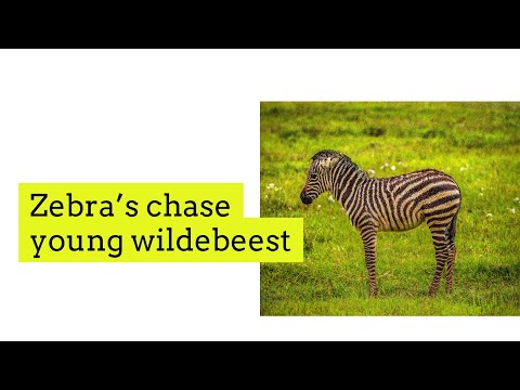 Zebra’s chase young wildebeest in the Serengeti