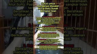 Download lagu solusi atasi murai susah bongkar isian #muraibatu mp3