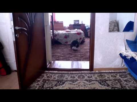 Мартовский кот