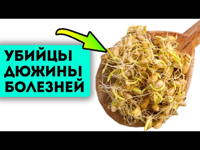 Как Прорастить Ячмень