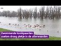 VIDEO | Wilde paarden banen zich een weg door hoogwater
