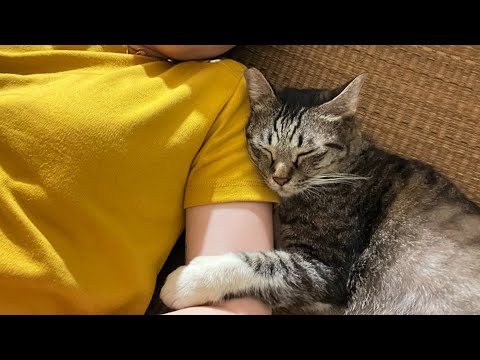 Stray cat politely convinces woman to take her home