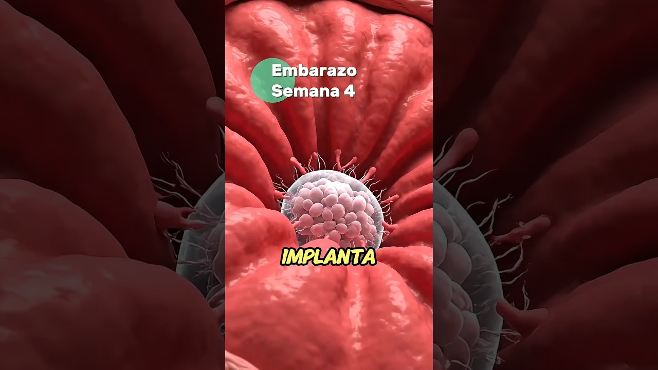 🤰Semana 4 de Embarazo | ¡El inicio del milagro dentro de ti! 👶 #embarazo #shorts #anatomía
