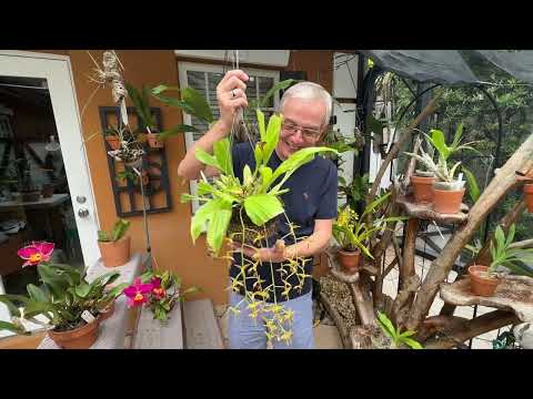 How i care for my Gongora catilligera & Gongora claviodora