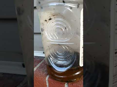 Most satisfying DIY Fly trap
