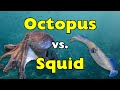 Octopus Vs Squid What S The Real Difference ID1304