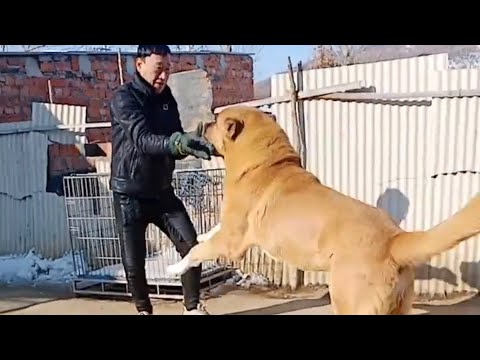 Kangal dog - Strongest Dog Breed /Kangal Dog Vs / Kangal dogs
