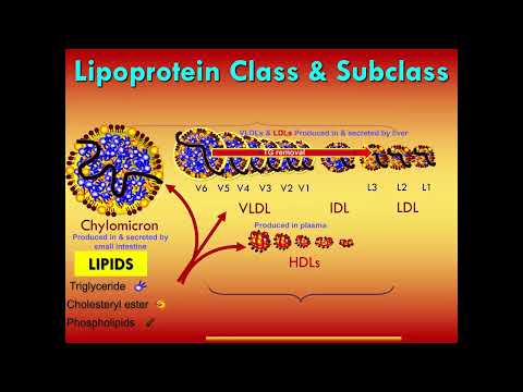 Lecture on lipids by lipidologist Dr. Thomas Dayspring | Functional Medical University | Part 1