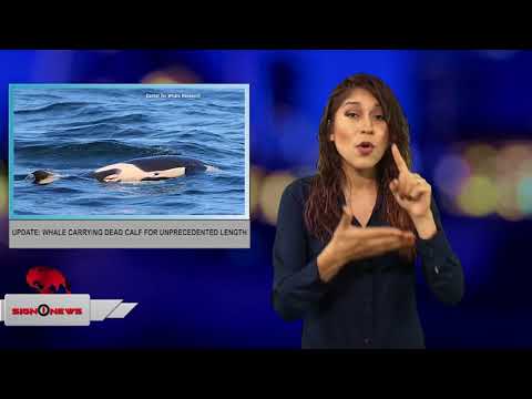 Update: Whale carrying dead calf for unprecedented length (ASL - 8.11.18)