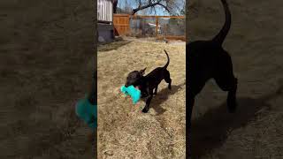 Video preview image #1 Labrador Retriever-Unknown Mix Puppy For Sale in Aurora, CO, USA