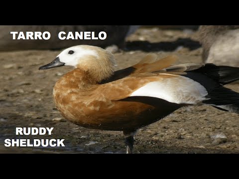 TARRO CANELO | RUDDY SHELDUCK | Tadorna ferruginea