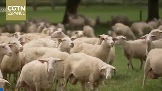 Un número récord de exportadores neozelandeses participa en la CIIE de este año