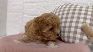 ハーフ犬の動画01