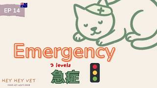 Emergency or Just Worried? The Vet’s Triage Masterclass for Pet Parents