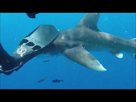 Fight with an aggressive longimanus shark