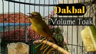 Download lagu masteran pleci dakbal nembak sejalur wit wit wit mp3
