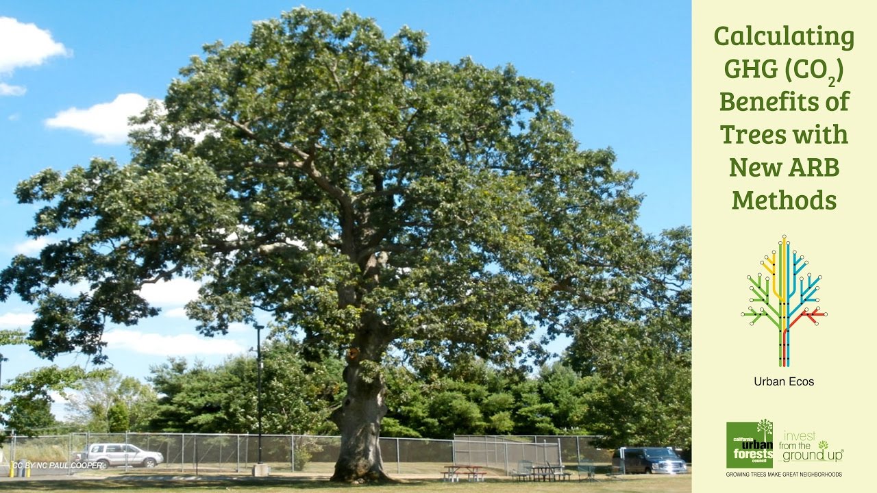 Tree Carbon Calculator