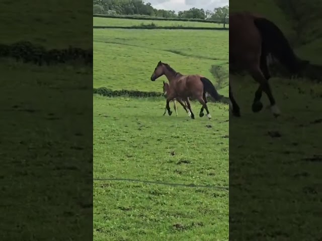 Poulini&egrave;re &agrave; vendre
