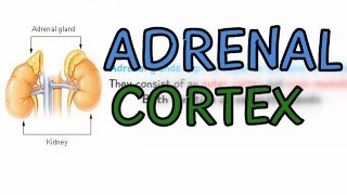 The Endocrine System: Adrenal Glands - Adrenal Cortex - Explained in 3 Minutes!