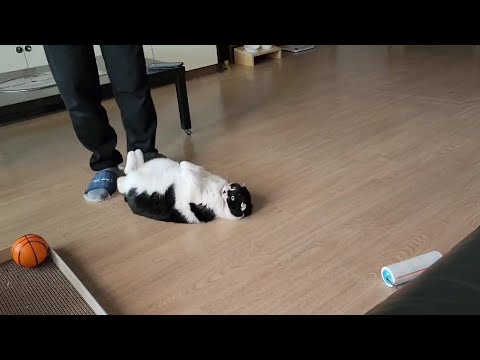 고양이 놀아주기 참 쉽구만~~