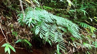 Epiphytic plants of Silent Valley 