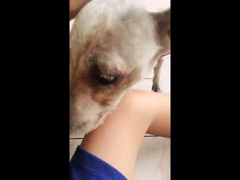 Bermain bersama Anjing Saya #2