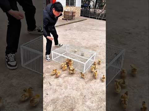 Todos os pintinhos entraram, mas sair se tornou impossível! 😱🐥🚪