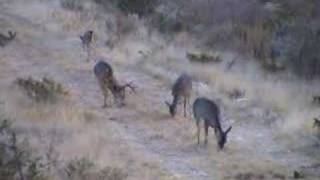 preview picture of video 'Gabriel deer hunting'