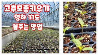 고추 모종키우기 괴산 청결고추 괴산고추 자연특별시괴산 자연울림 [고추재배방법]