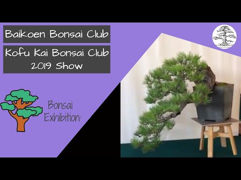 Kofu Kai Bonsai Club 2019 Show - Bower's Museum -  Baikoen Bonsai Club - Safer @ Home Series